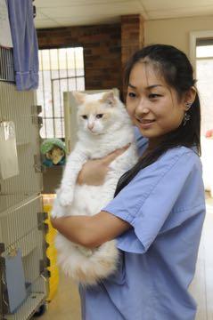 Vad är en Cat Friendly Clinic Kattvänlig klinik?