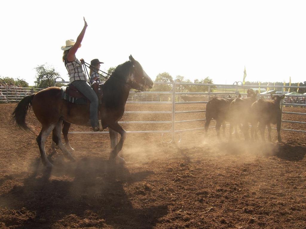 Sport Westernridning Vad heter sporten? Westernridning Var och när uppfanns sporten? USA, 1400-talet Vad använder man för utrustning? Häst, westernsadel, huvudlag, tyglar och bett.