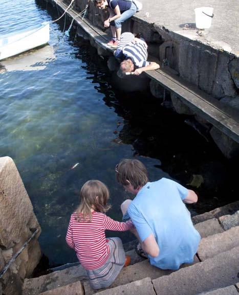 XXXXXXXXX LYSEKIL Lysekil, XXXXXXXXXXXXXXXXXXX Grundsund 25 Temaguidning på Havets hus Vill du lära dig mer om livet under ytan eller är du bara nyfiken på det mesta?