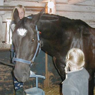 Hallsbergs Ridklubb 2/11 fredag 08.00-15.00. Stallfritids - kom och ha kul i stallet en dag! Välkommen på drop in hela dagen.