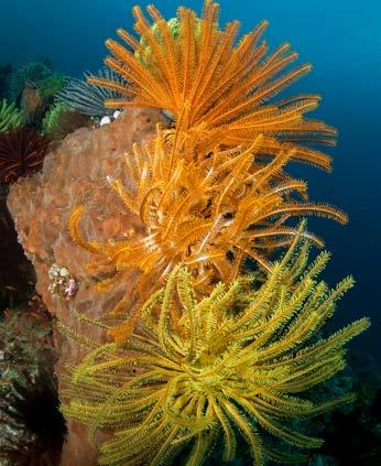 Biologi & geovetenskap Tropiska korallrev är fascinerande ekosystem där de