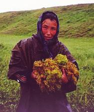 (Distribution, status and ecology of Flavoparmelia caperata in Sweden) 216 Emanuelsson, E & Haglund, A: Sandbrodd, ett nytt gräs för Norden (Milium vernale new to the Nordic countries) 223 Svenson,