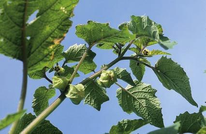 Physalis grisea rätt namn på gyllenbär Stockholmsbotanisten Anders Svenson reder här ut begreppen vad gäller gyllenbärets vetenskapliga namn.