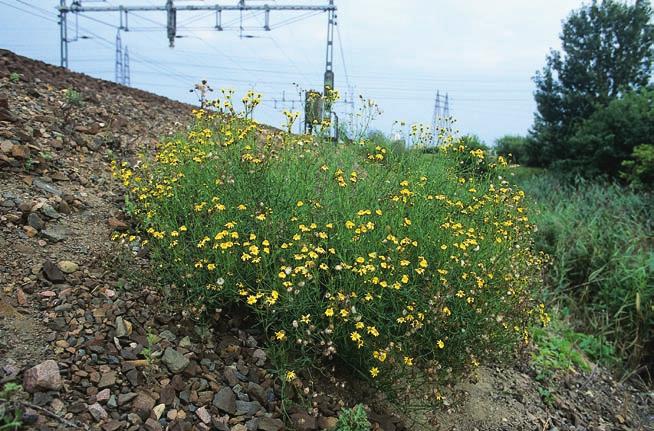 Boerstånds Senecio inaequidens, en invandrare från södra Afrika. Bilden är tagen 1993 i Arlöv utanför Malmö och visar det första, majestätiska exemplaret.