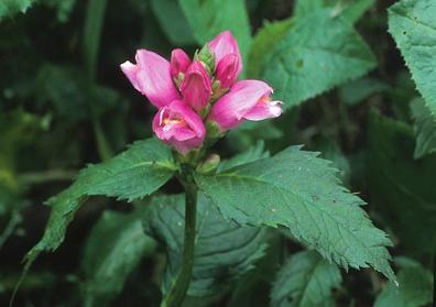 KÄRLVÄXTNYHETER III Klocktobak Nicotiana langsdorffii odlas som ettårig för sina ovanligt formade, limegröna blommor. Bildens exemplar växte på Hultaledens trädgårdstipp vid Ronneby.
