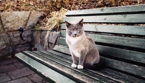 I ett decennium har katten Cato varit en populär fixstjärna i Björkhagen, till ägaren Magnus Björns stora glädje.