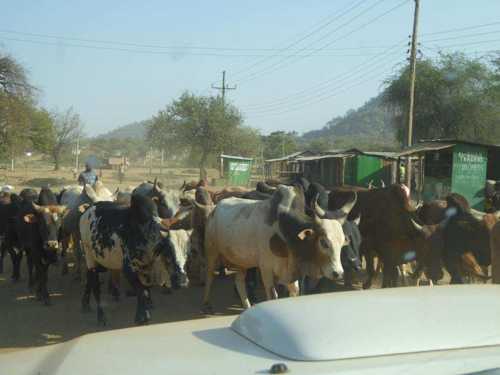 North Pokot - folket Pokot-folket är boskapsskötare Männen migrerar med sina boskap till Uganda under torrperioden, från okt april Kvinnorna är hemma vid bosättningen och tar hand om