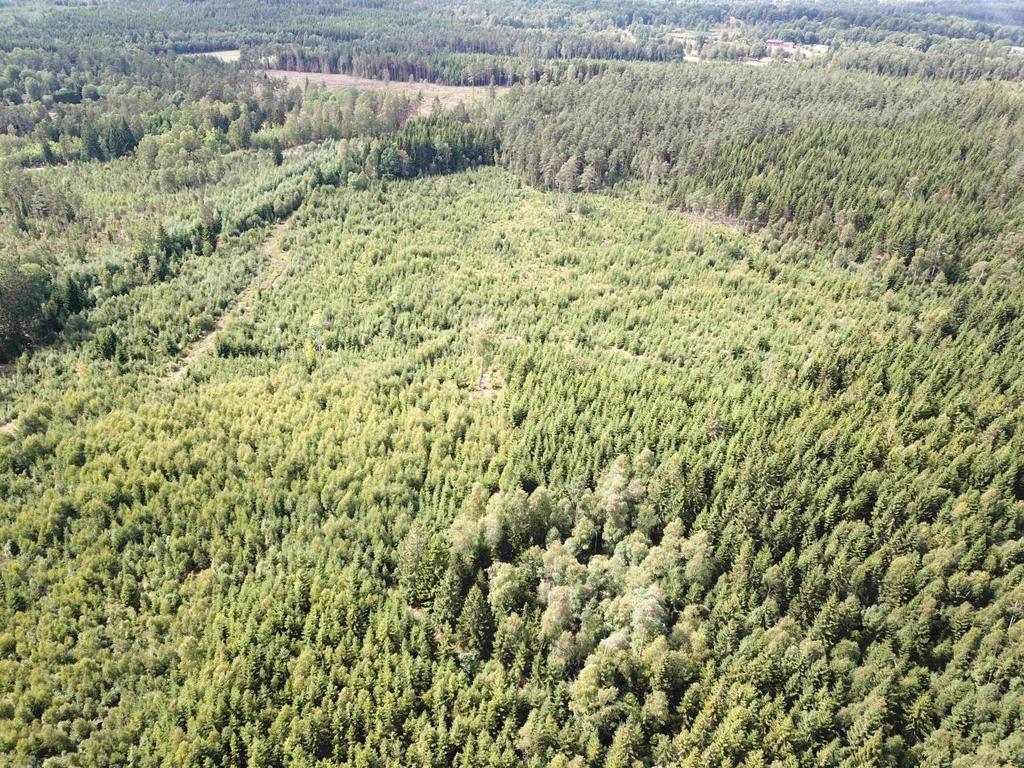 Hög bonitet, ca 9,3 m3sk/ha, med en beräknad volymtillväxt om ca 7% år. Jakt på älg, gris, rådjur mm.