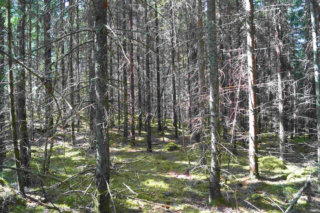 Skog och Mark Skogsmark Enligt nyligen upprättad skogsbruksplan (Lars Andersson 2018) är den produktiva skogsarealen 16,3 ha med ett beräknat virkesförråd om 1404 m3sk. Bonitet 9,3 m3sk/ha och år.