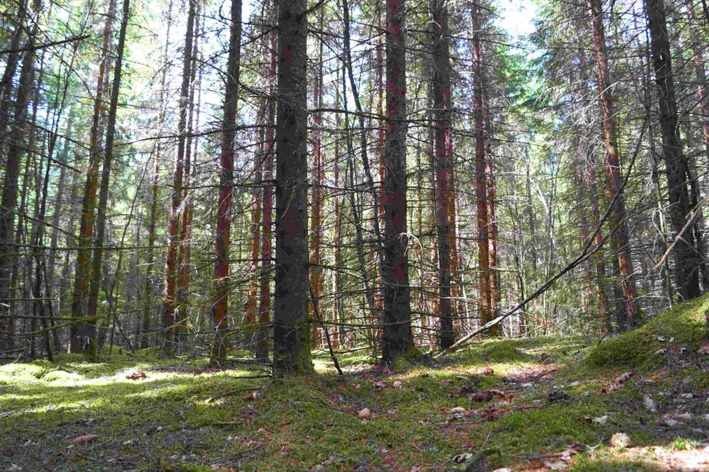 Om Skog & Lantbruk Skog & Lantbruk är ett rådgivningsföretag som arbetar med följande tjänster: - Fastighetsförmedling - Generationsskifte - Marknads-/avkastnings-/intrångsvärderingar -