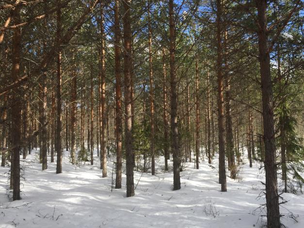 Arealuppgifter enligt skogsbruksplan. Totalt 11,0 ha fördelat på 9,7 ha skogsmark, 0,8 ha myrimpediment samt 0,5 ha inägomark.