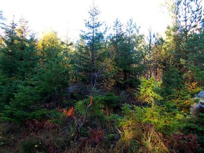 Bestånd 15 35 Hällmarksskog Avsatta för att växa fritt utan skötsel. Trädhöjd c:a 12 m, ålder 150 år.