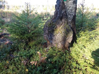 Skotning skedde omedelbart med stora markskador som följd. Markskadorna har reparerats.