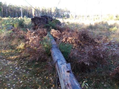 Kullfallet träd som får ligga kvar av naturhänsyn. Trädet ligger över en markerad stig och det är Järfälla kommuns ansvar att kapa trädet om det hindrar allmänheten att använda stigen.