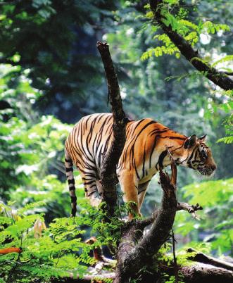 Hotell: Nahargarh Haveli Annexe Dag 12 Ranthambore Tiger safari Tigern är världens största kattdjur och en vuxen hane kan väga över 250 kg.