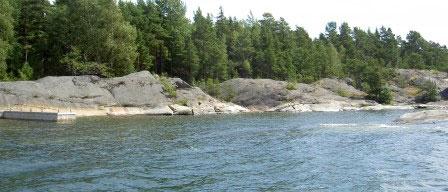Svanviken Lokalen har ett begränsat blåstångsbälte och enstaka exemplar av kransalgen havsrufse.