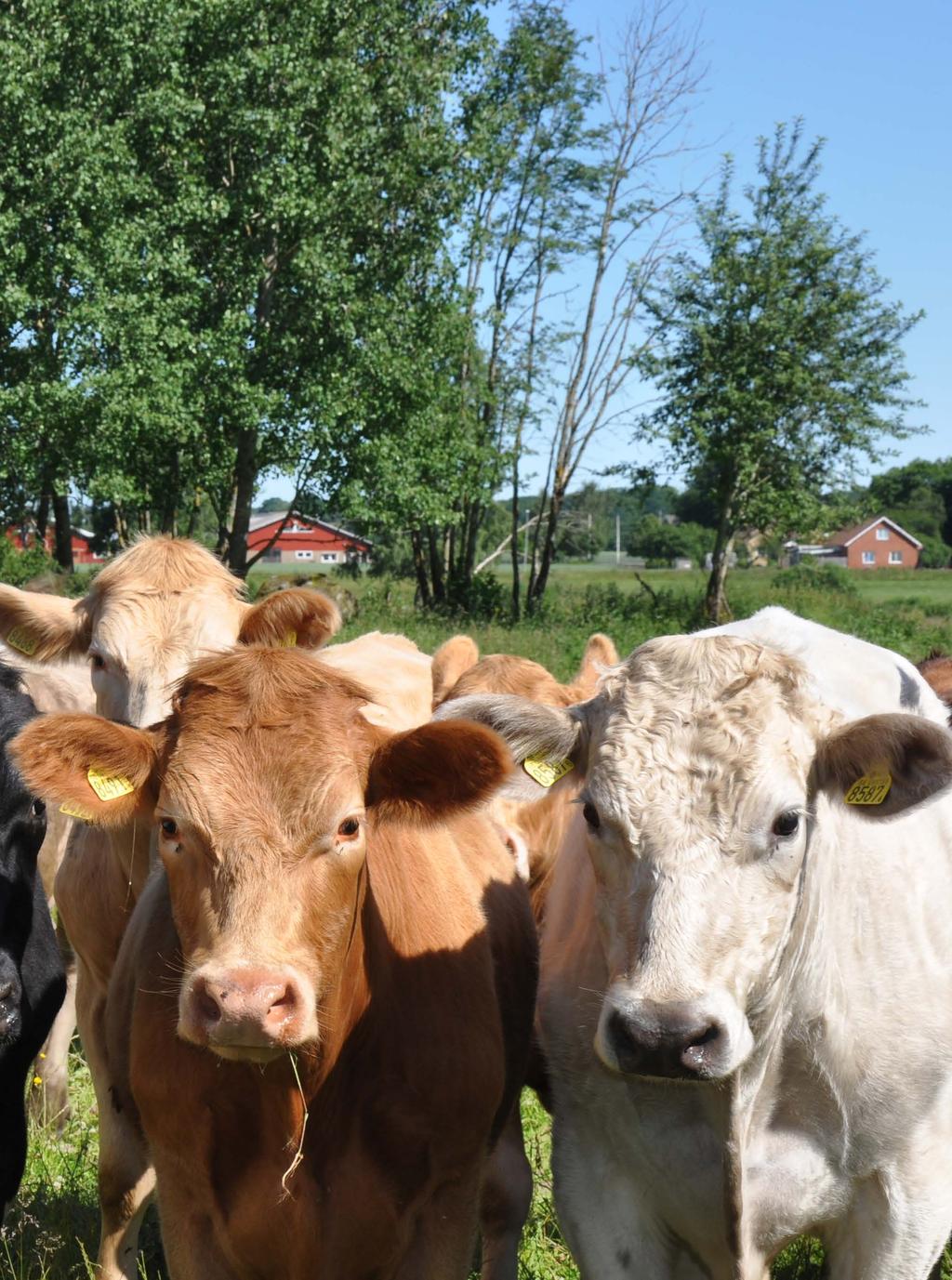 Efterfrågedriven innovation för högre kvalitet på nöt- och lammkött Ett treårigt EU-finansierat projekt med målsättning att skapa bättre förutsättningar för nöt- och lammköttsproducenter i regionen