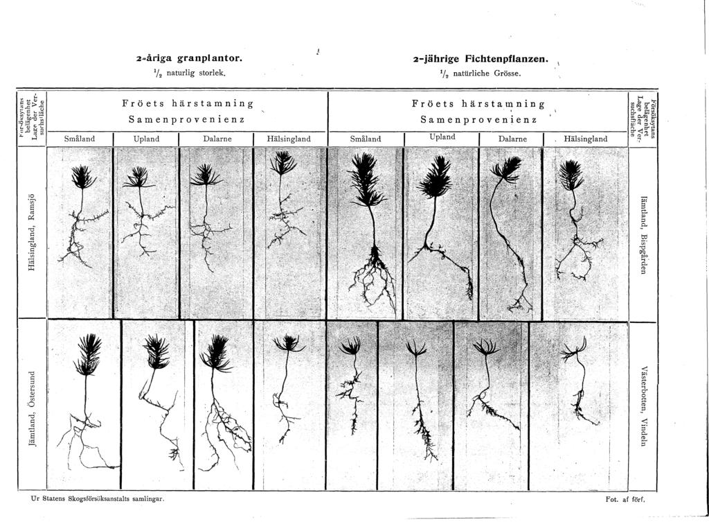 =åriga granpantr. / naturig strek.! -jährige Fichtenpfanzen. / natiiriche Grösse. Fröets härstamning Samenprvenienz Fröets härstan:ning Samenprvenienz [-< r!q O" ('!) ; /J 0..' :!>(t) (t) : "" :: g.