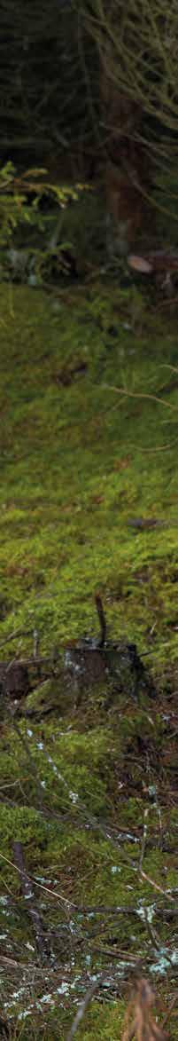 SKOG Skogsvårdare NATURBRUKSSKOLAN SVENLJUNGA Vill du arbeta i skogen och ta vara på den natur som finns idag? Då är utgången Skogsvårdare rätt för dig!