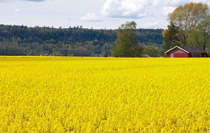 Mer än bara en skola KLASSRUM UTAN VÄGGAR Ett av de val du står inför är om du vill ha en praktisk eller teoretisk gymnasietid, hos oss på Naturbruk kan du få både och.