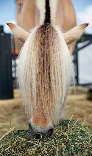 2 FEBRUARI 2018 Hela denna tematidning är en annons från EuroHorse, Svenska Mässan EUROHORSE 2018 Välkomna till årets största häsfest EuroHorse 2018 Här finns allt för dig som älskar hästar!