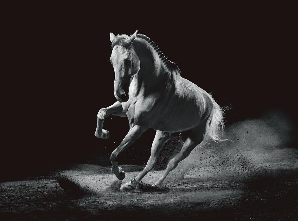 LONGINES FEI WORLD CUP TM