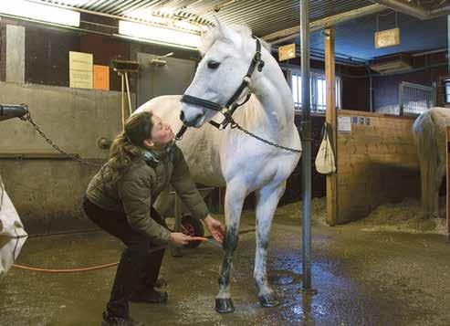 Hennes föreläsning om mental förberedelse och träning har fått namnet Vad händer under hjälmen. Under EuroHorse håller hon en föreläsning dit man behöver förköpa sin biljett.