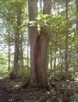 5.4. Gamla grova träd Kommunen ska värna om gamla grova träd i kommunal ägo då dessa hyser en stor biologisk mångfald och även är viktiga för kulturarvet.