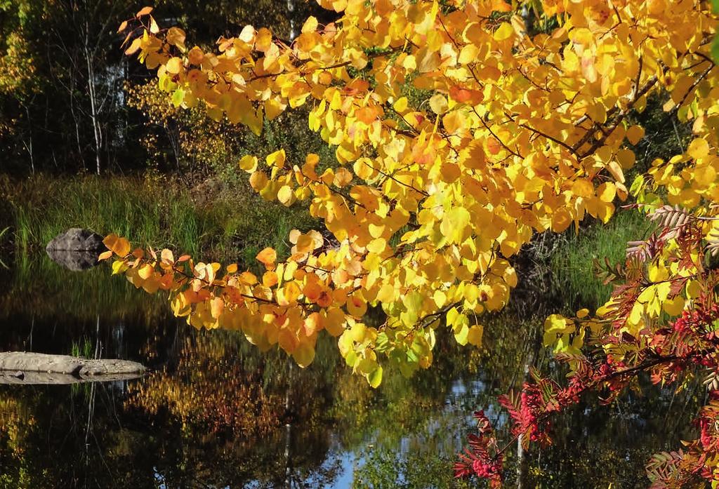 Avsändare: FaCO c/o Anna Persson Anton Nilsvägen 3 275 61 BLENTARP Av naturen härmar barnen sina föräldrar, trots deras försök att lära dem bra uppförande. Sokrates 470-399 f.