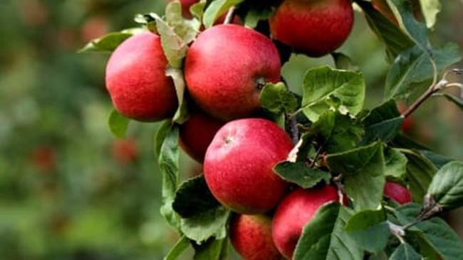 Oktober Skördetider för både frukt och grönt. Hoppas på en riklig skörd med svenska äpplen, då finns chansen till att få gratis av någon bekant och ett bra pris i butiken. Vad gör man med äpplen?