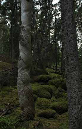 Hur gamla är de äldsta träden? För att se detta räcker det inte med att titta på hur tjockt trädet är.