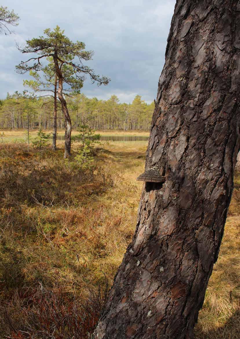 Nyfiken på skog? Är du sugen på att hålla på med skogsfrågor, men tycker att det verkar svårt att sätta sig in i? Bor du vid en skog som hotas att huggas ner?