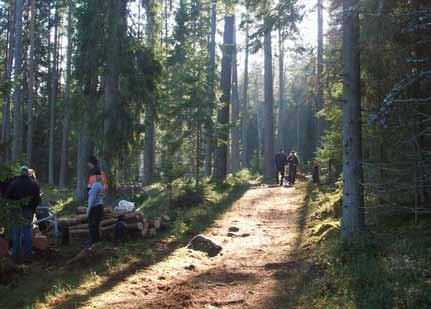 Vi ska titta närmare på ett hygges väg till nästa avverkning. Den som hugger ner skog måste enligt Skogsvårdslagen se till att det växer upp ny skog, genom plantering eller naturlig föryngring.