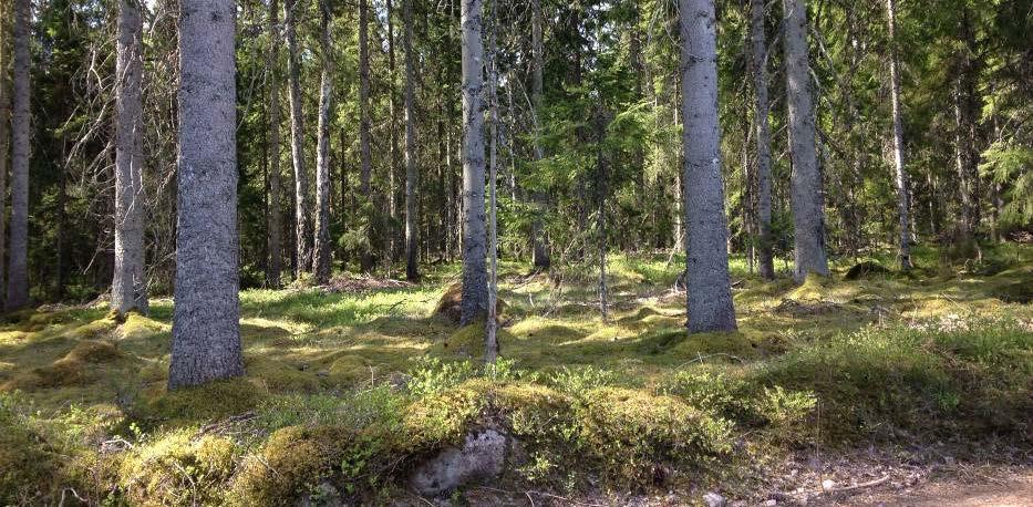 Figur 20: Vidsträckt utsikt vid Förenäs, höglänt odlingsmark i västsluttning mot sjön Mycklaflon. 4.