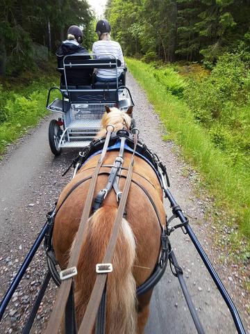 Prova på körning Kom och prova att köra våra snälla shetlandsponnyer tillsammans med rutinerade kuskar. Vi träffas den 24/9 klockan 10.00- ca 13.