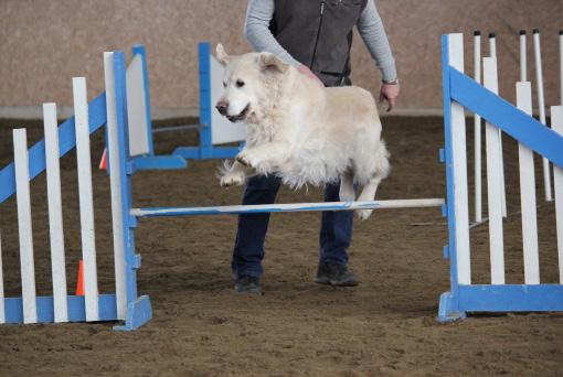 Agilityträning Du som gått agilitykurs hos oss eller lärt dig agility på annat ställe är välkommen att träna på vår plan i Brunnered.