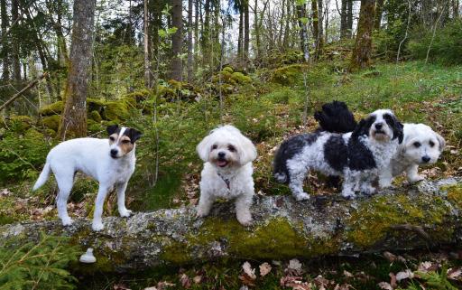 Hundpromenader Välkomna med på Svenska Blå Stjärnans hundpromenader. Alla hundar ska vara kopplade. Ta med fika.