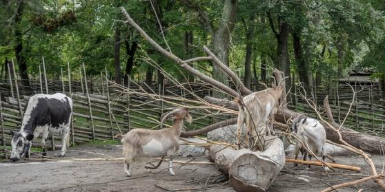 Våren på Skansen - start 16/4 Träffa alla nya djurungar, lär om växter och kultur. Tillsammans upptäcker vi Skansen. Vi bestämmer vilka delar vi vill besöka och lära oss om.