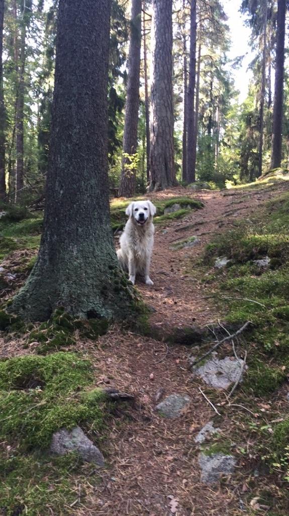 Lär känna hunden - Start 17/4 Träffa hunden Bono och lär dig hur man tar hand om en hund. Matte Christina och hunden Bono bjuder in till en cirkel i hundar.