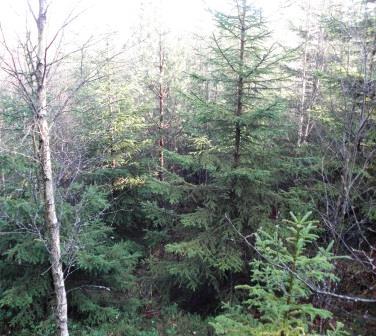 Grandominerad skog med körtlar av björk. Granen är 40-60 år, men beståndet är flerskiktat.