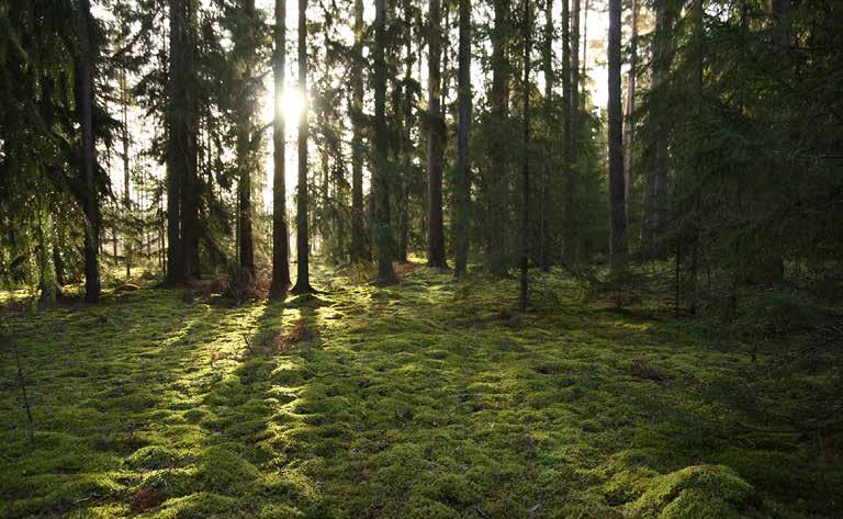 Allmänna intressen natur och friluftsliv 135 Widéns gammelskog. områden är viktiga som strövområden, exempelvis områden med motionsspår där man får naturkontakt och kan motionera.