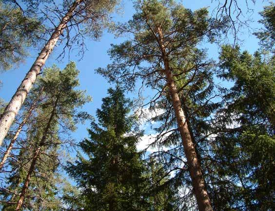 168 Allmänna intressen naturresurser Närmare 80 procent av Sandvikens kommuns areal utgörs av skogsmark. karaktäristiska jordbrukslandskapet i våra trakter. Se karta föregående sida.