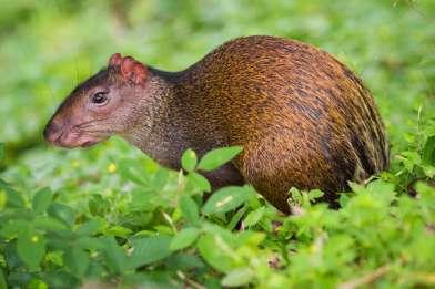 Sedan lämnar vi Iwokrama och fortsätter resan mot Atta - håll ögonen öppna under resan då denna sträcka är känd för att vara en av de bästa i Guyana för att se jaguar.