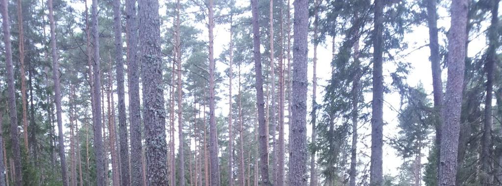 Tillståndet i skogsmiljön i Kronobergs