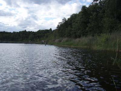säkert kunna artbestämmas. Vid den kvalitativt inriktade inventering av kransalger som utfördes i Kyrksjön under augusti 2007 påträffades utöver dessa arter också skörsträfse i några få områden (pers.