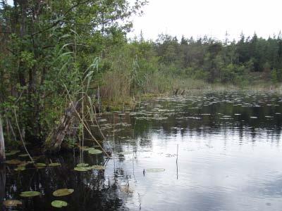 Vid lokalerna SV och N Mårdsjön noterades ingen av de för limniska Natura 2000-områden angivna typiska arterna.