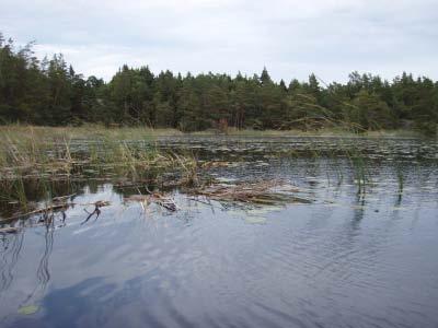 Den senare arten indikerar värdefulla vattenmiljöer (pers. kom. Anders Haglund), och skulle kanske kunna tänkas fungera som typisk art för naturtyp 3160. SV Mårdsjön C. virgata 5 X 3 I 1,3 R.