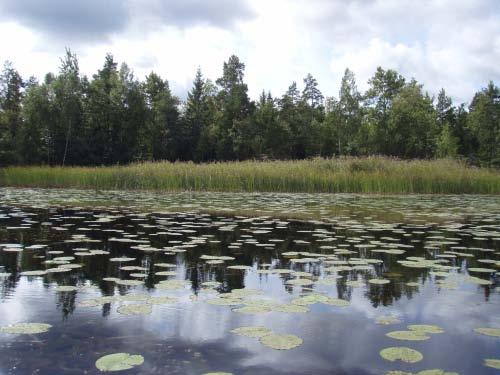 Storsjön Lokalen SV Storsjön inventerades den 29 augusti. Transekterna i lokalen utgick från ett bälte av övervattenvegetation (smalkaveldun/säv/vass) och ut mot djupare vatten, se bild 32.