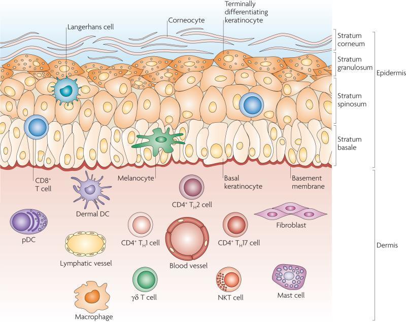 4 lager: Stratum corneum Stratum granulosum