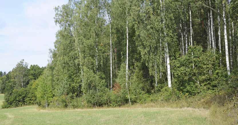 De finaste och bäst bevarade brynen är därför förmodligen de som betas och finns i övergången mellan öppen betesmark och skog.